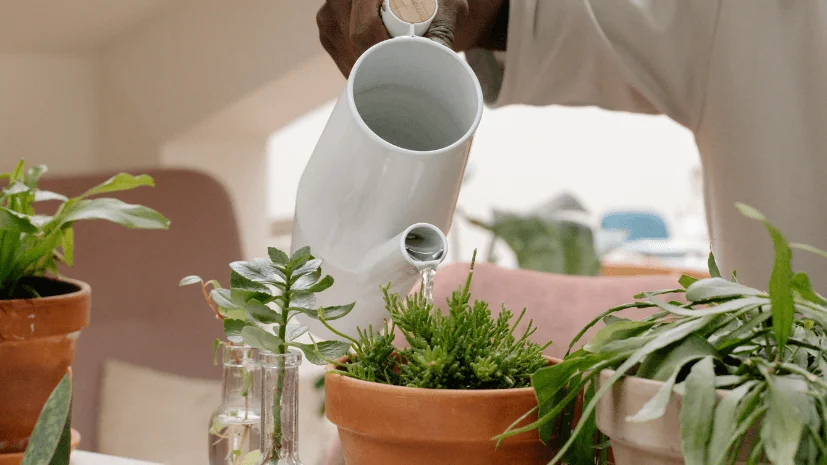adjust your watering and fertilizing routine