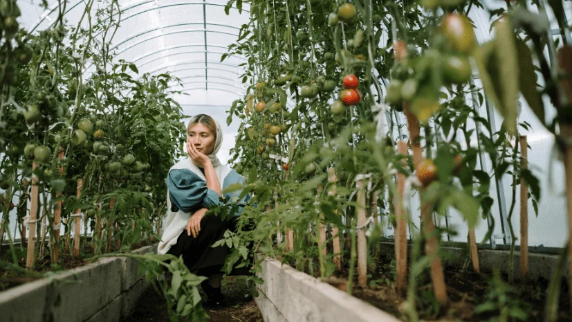 invest in a greenhouse or indoor grow tent