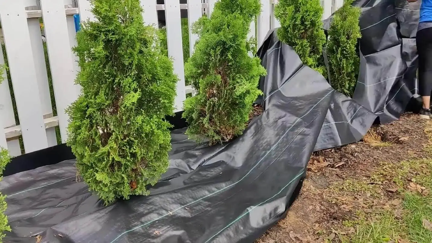 selecionando e arrumando plantas para o quintal