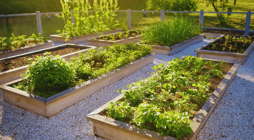wood-raised garden beds