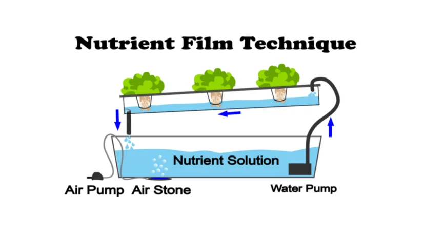 Nutrient Film Technology