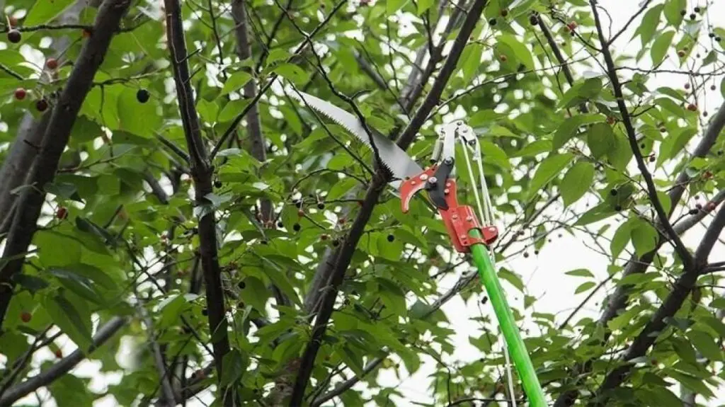buying-guide-and-reviews-top-5-tree-trimmers-long