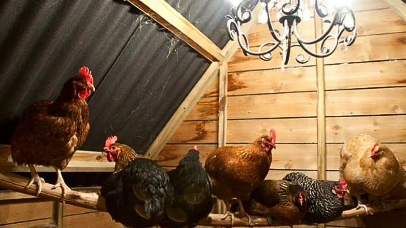 Picture of Decorate Your Chicken Coop: VEVOR's Pro Design Guide - VEVOR Blog