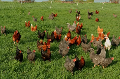 Elija una cantidad de pollos que se ajusten a su presupuesto y estilo de vida.