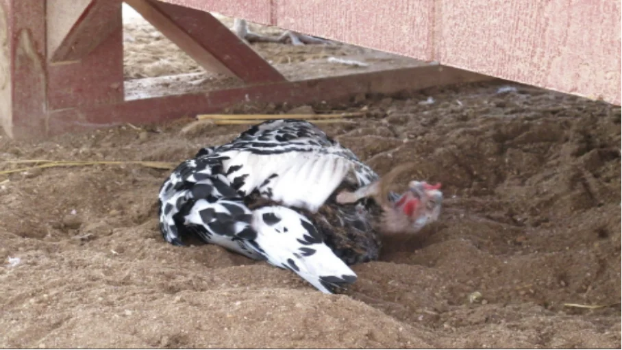 Sand in the chicken coop