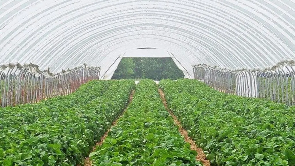 VEVOR VEVOR láminas de plástico para invernadero, 10 x 40 pies, 6 mil de  grosor, película transparente para invernadero, película de polietileno  resistente a los rayos UV durante 4 años, para jardinería