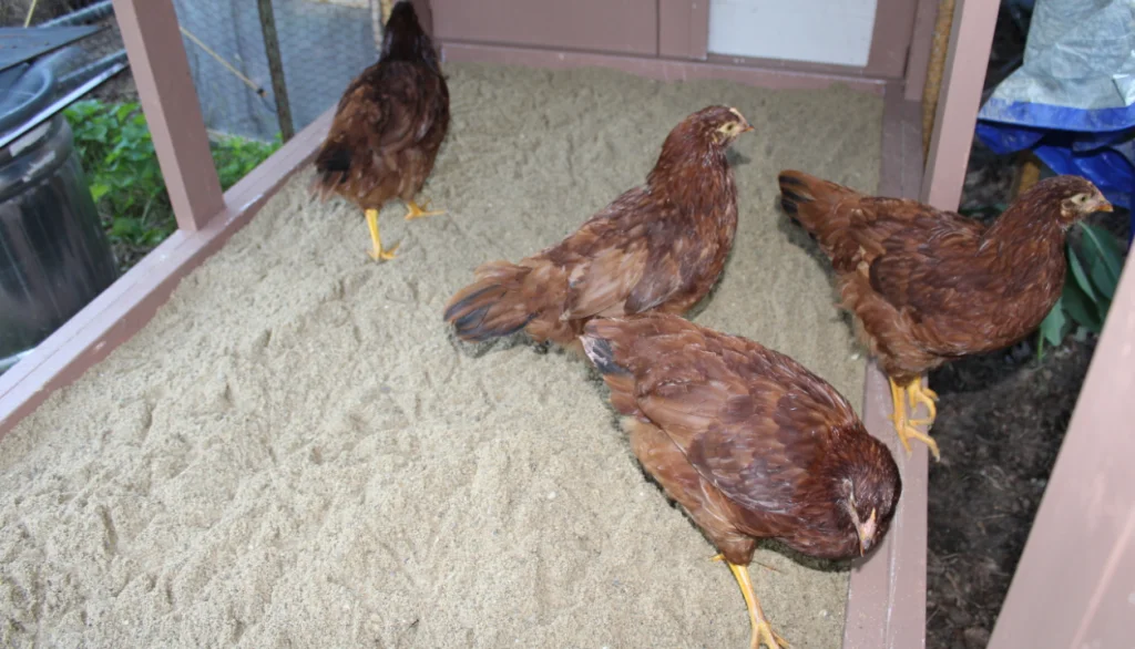 Choose the right sand for your chicken coop