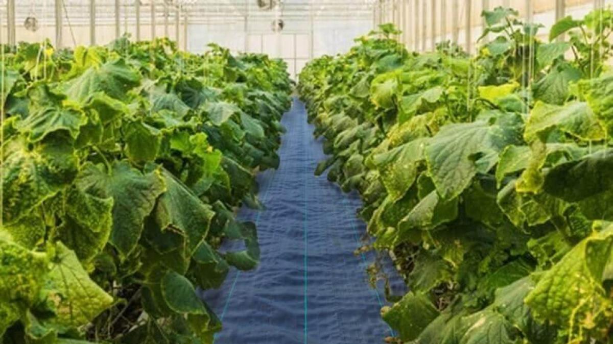 How to install weed barrier (landscape fabric) VEVOR Blog