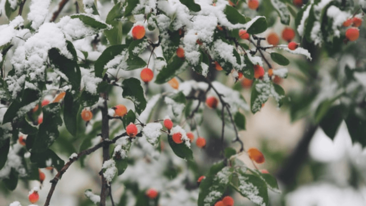10 Solutions for Keeping Your Plants Warm In Winter VEVOR Blog