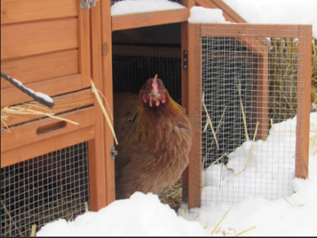 Mastering How to Winterize a Chicken Coop Effectively