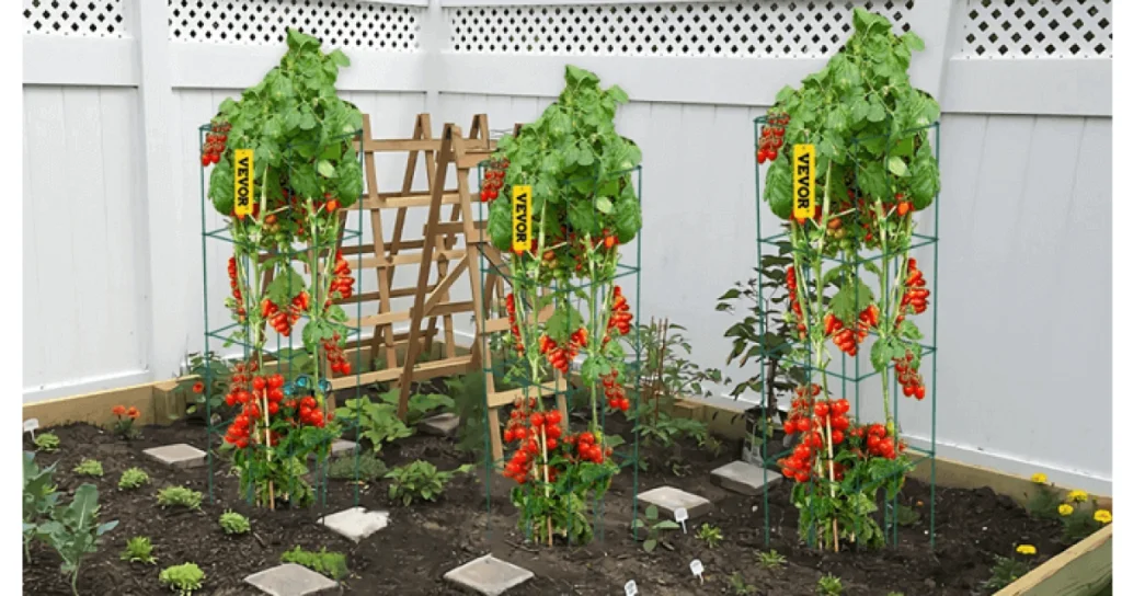 square-tomato-cages-b-10136