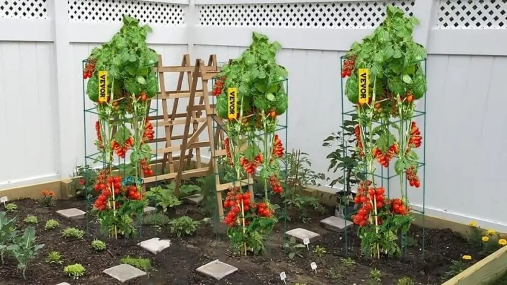 square-tomato-plant-cage-b-10136