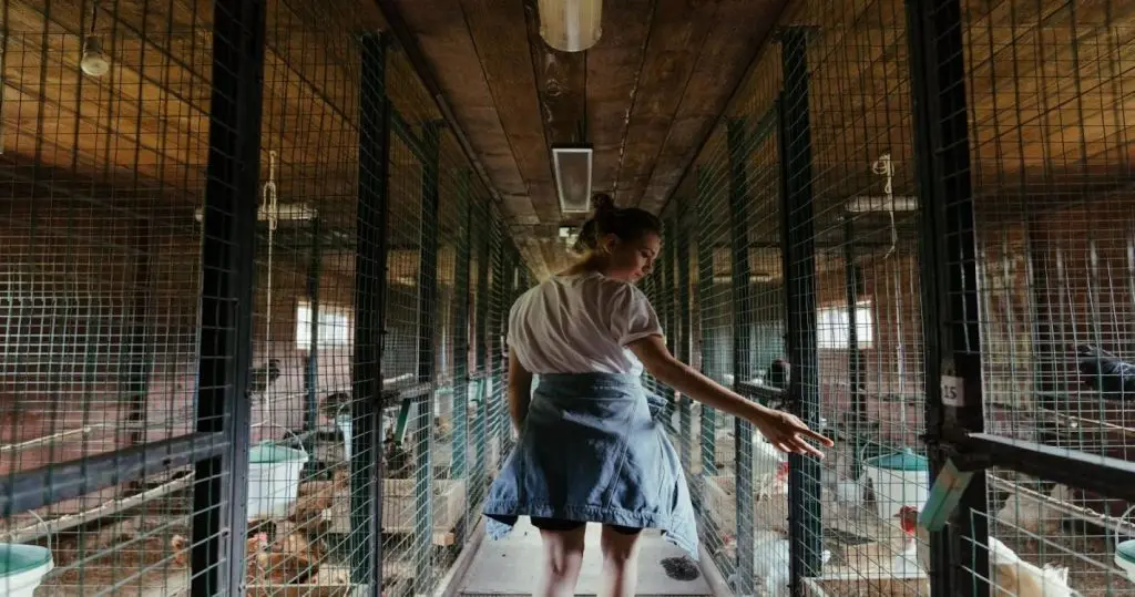 Picture of chicken coop ventilation Archives - VEVOR Blog