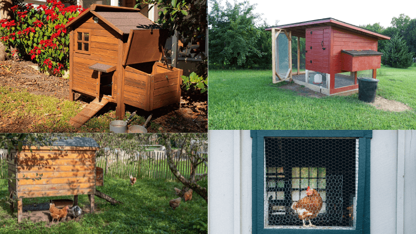 Chicken coops