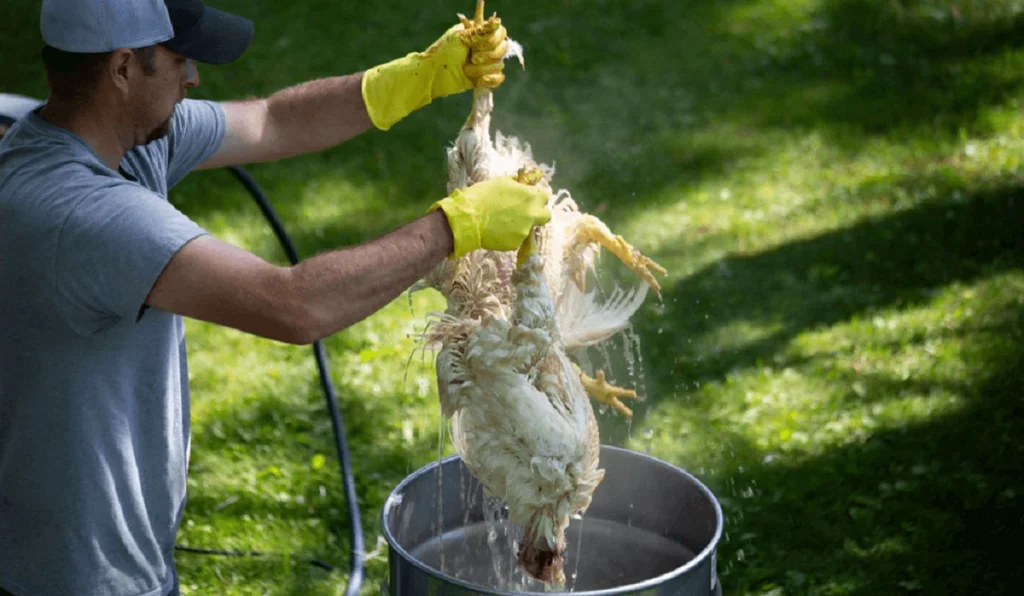 Optimal Chicken Scalding Temperature for Seamless Plucking VEVOR Blog