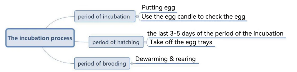 flow chart of the incubation process