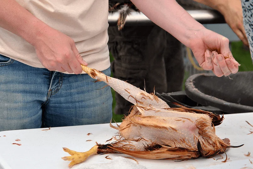 hand plucking a chicken