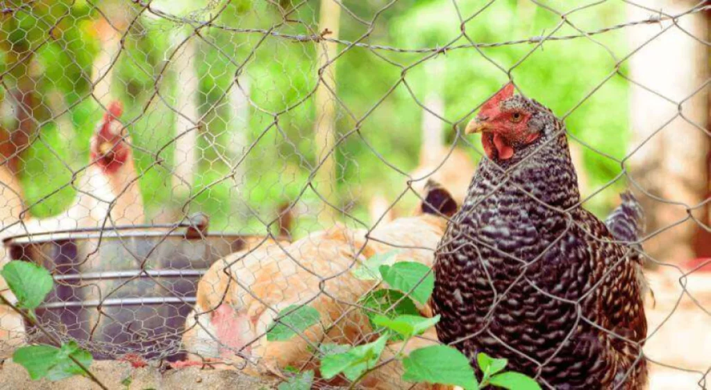 Metal Chicken Coop Essentials What You Need to Know Before Making a
