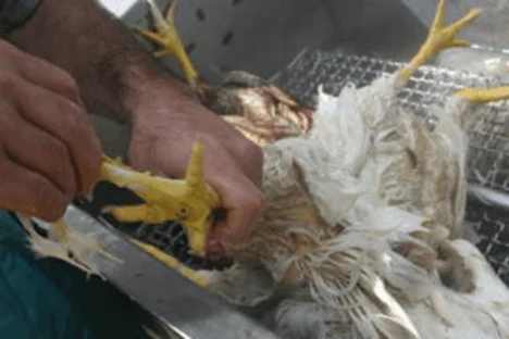preparing to pluck chicken by hand