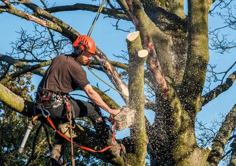 pruning a maple tree