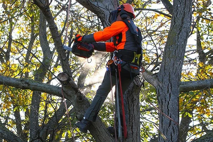 pruning large maple trees