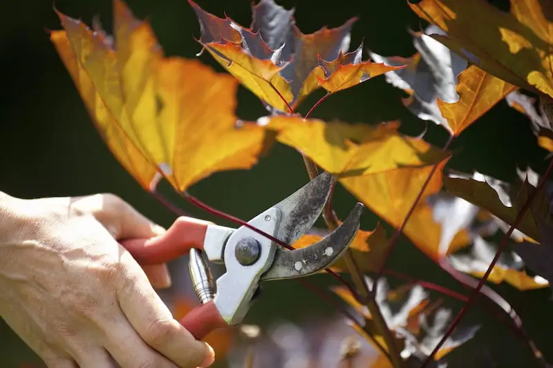 trimming maple tree