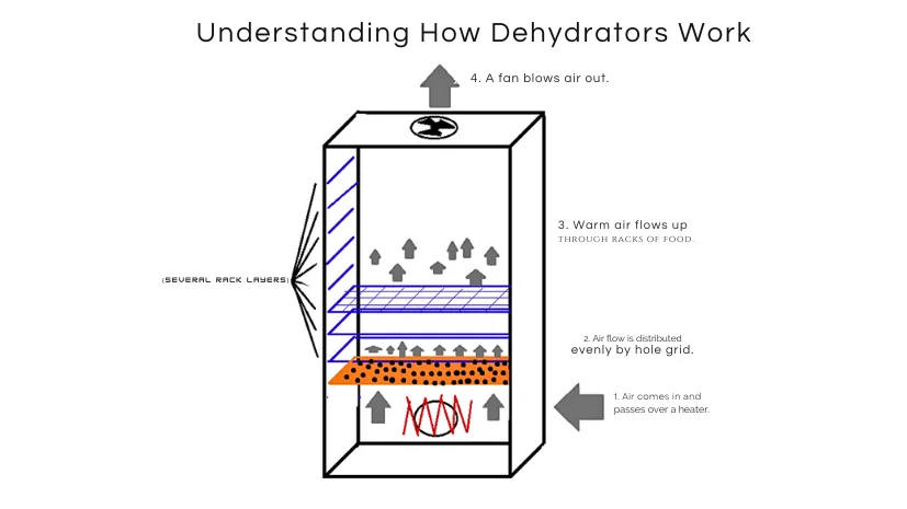 understanding how dehydrators work