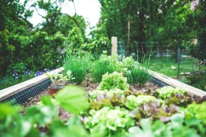 Fill your raised garden properly