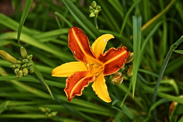 Lily flower