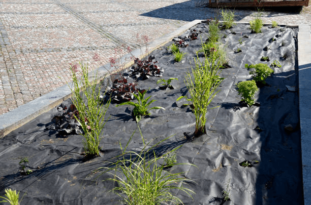 maintaining perennials through landscape fabric