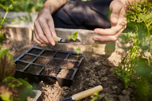 Plants for raised beds garden