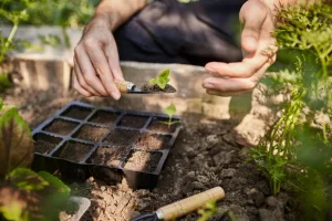 Plants for raised beds garden