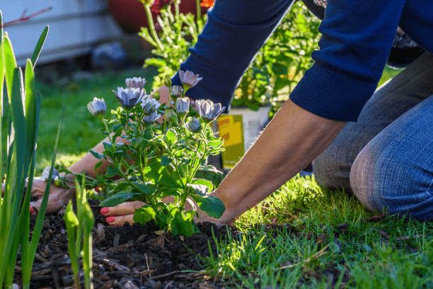 which perennials grow through landscape fabric