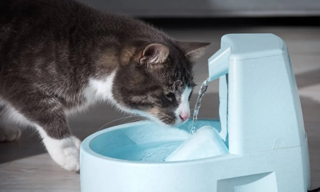 supply distilled water to cats
