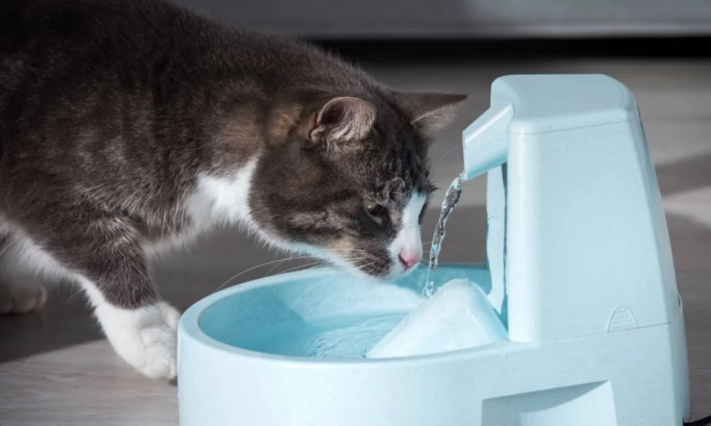 Can Cats Drink Distilled Water? Choosing Safety for Cat Hydration