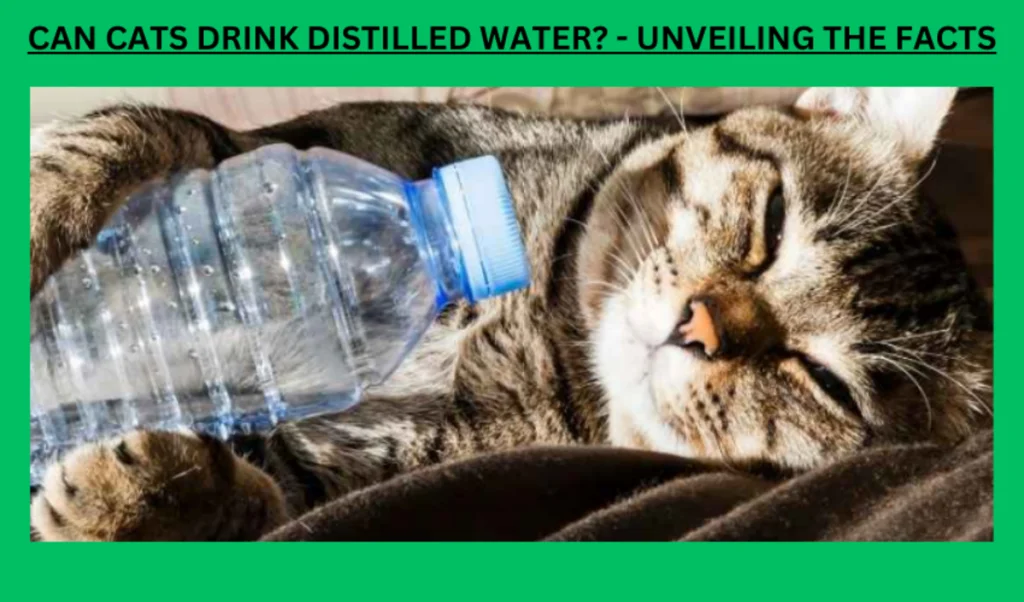 Kan mijn kat gedestilleerd water drinken?