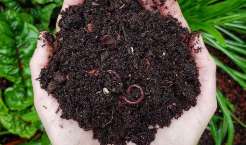 Vermicompost: