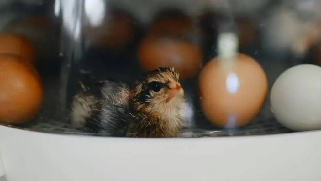 hatching chicks with VEVOR incubator