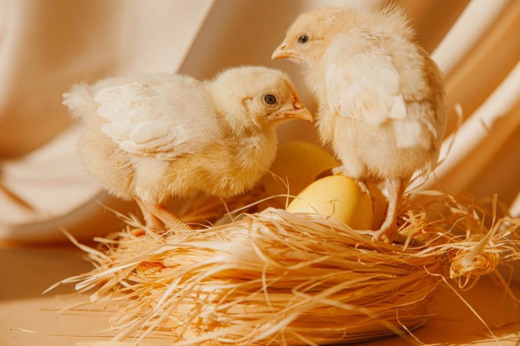 how long can chicks stay in the incubator