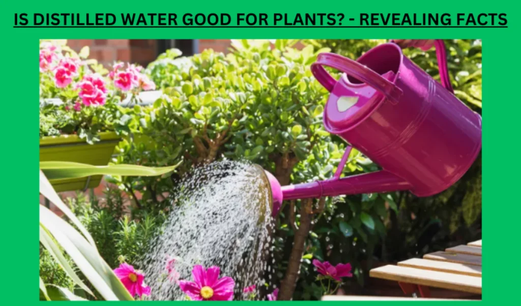is distilled water good for plants