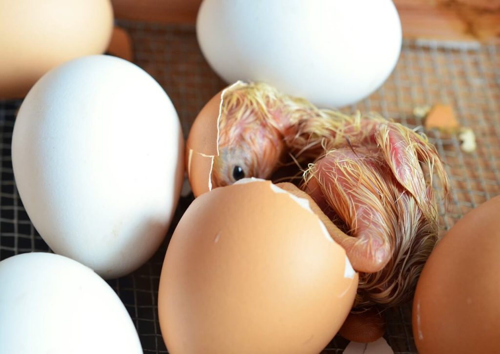maximize your chicken hatch rate with VEVOR