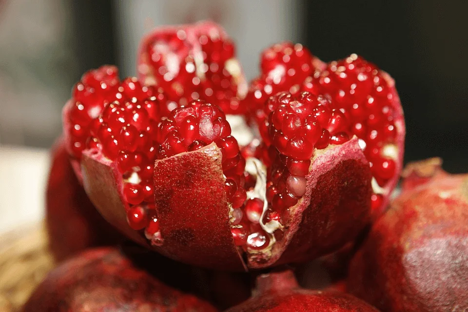 pomegranate harvesting