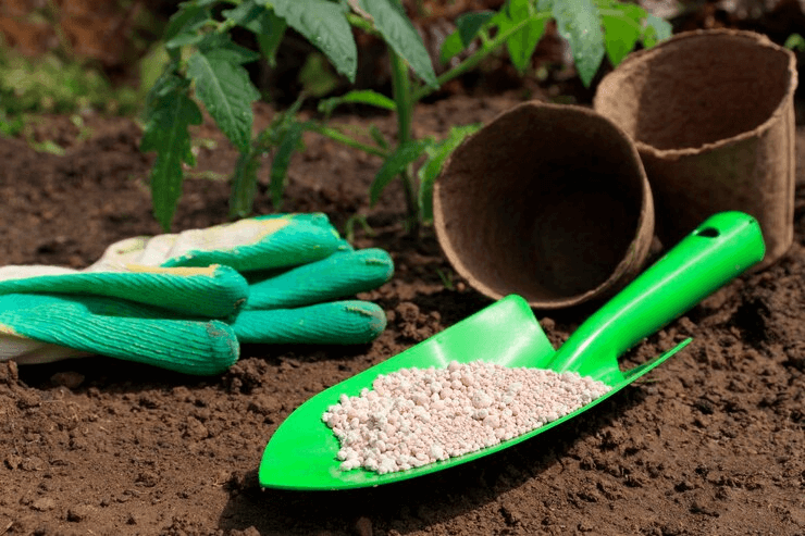 pomegranate tree fertiliser application