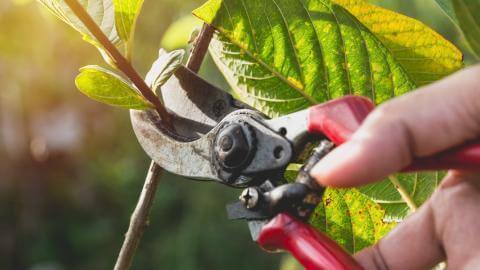 pomegranate tree maintenance
