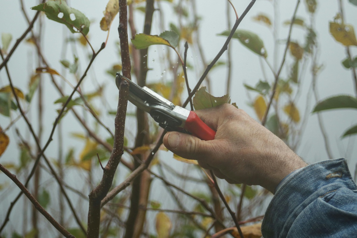 Tree Trimming vs. Tree Pruning Are they the same? VEVOR Blog