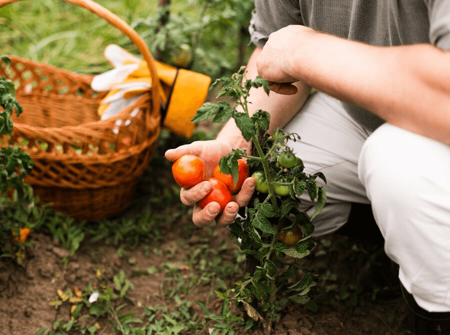 raised garden harvesting