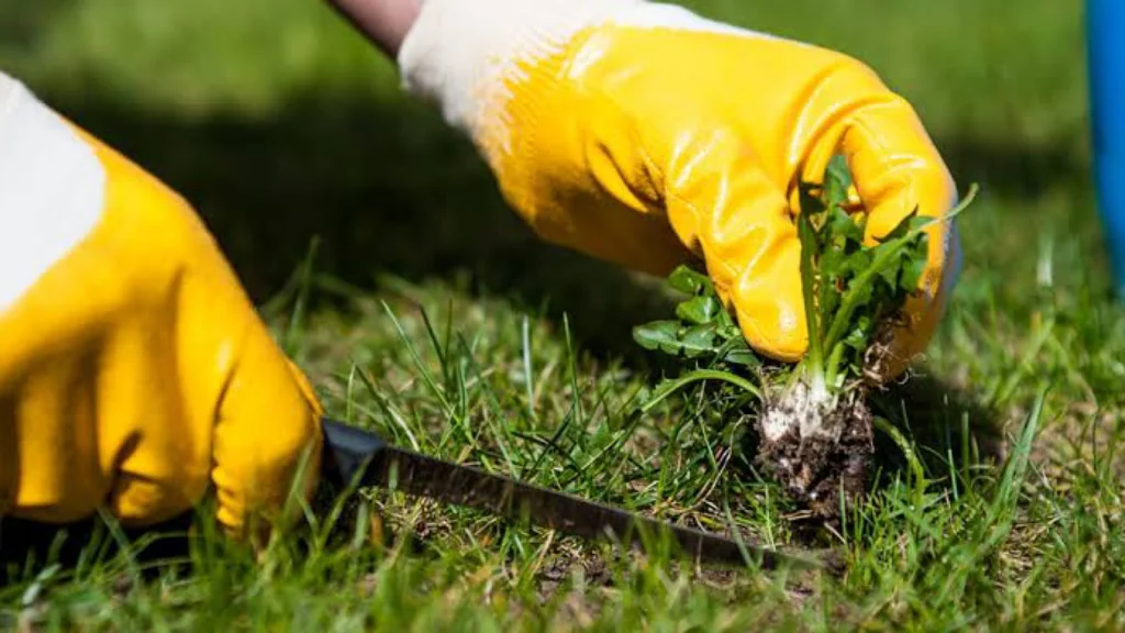 Removing weeds