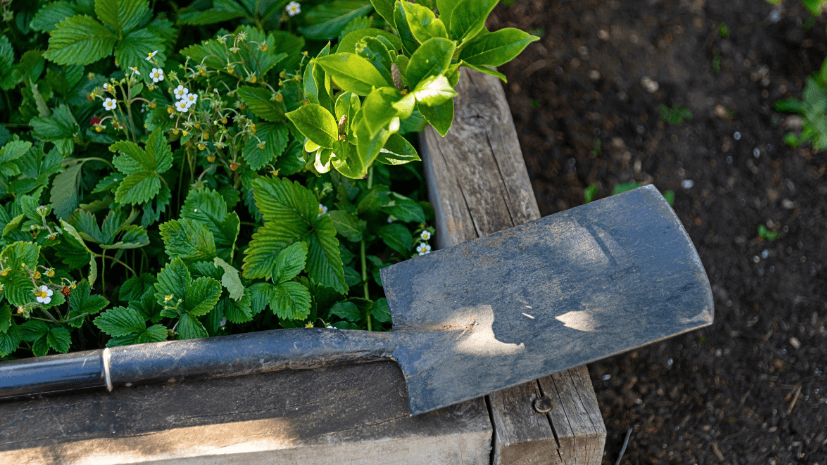getting rid of ants in raised garden bed using a shovel