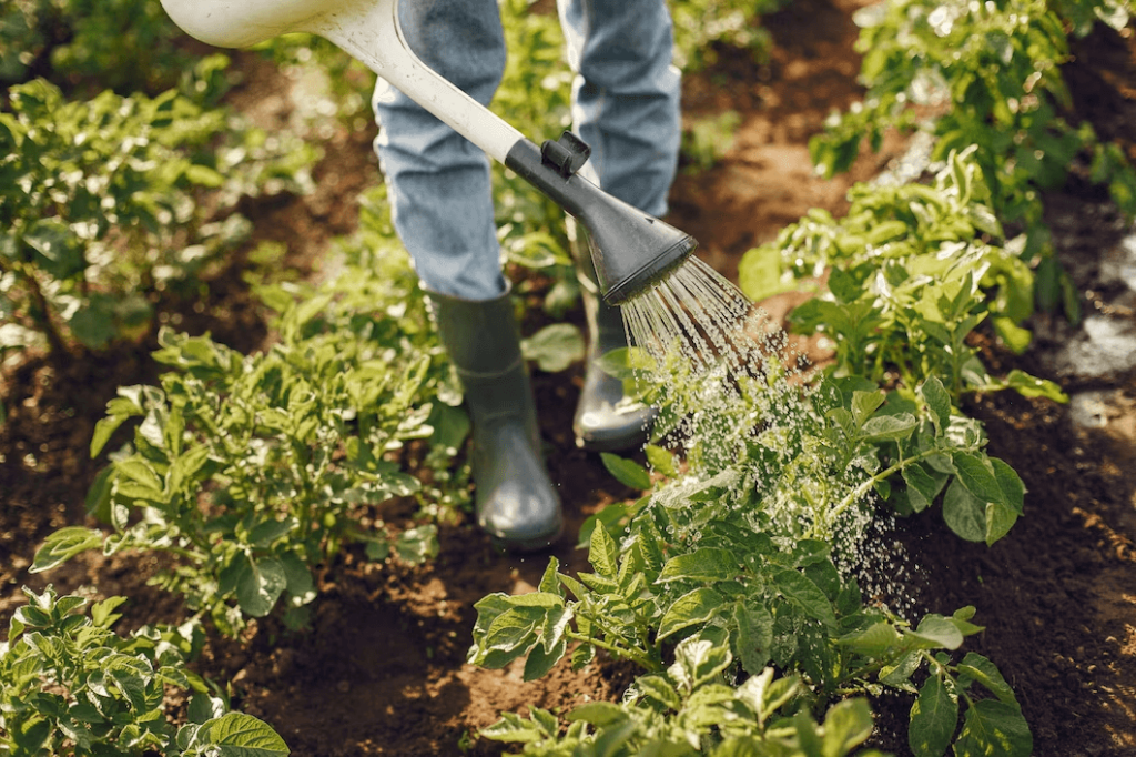 traditional garden watering