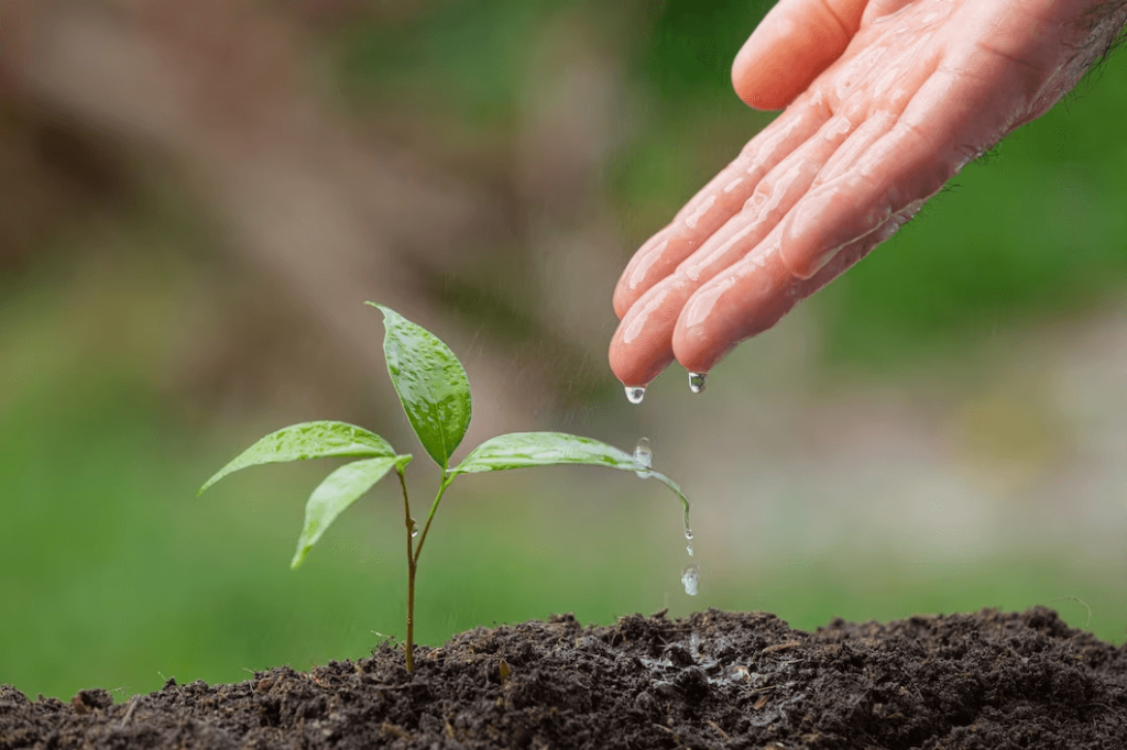 watering raised garden beds